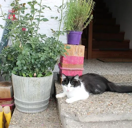 Çiftlik konaklama Bauernhof Familie Knoblechner Nussdorf am Attersee